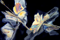 Kodak fixer (thiosulfate) crystals in polarized light, 100x