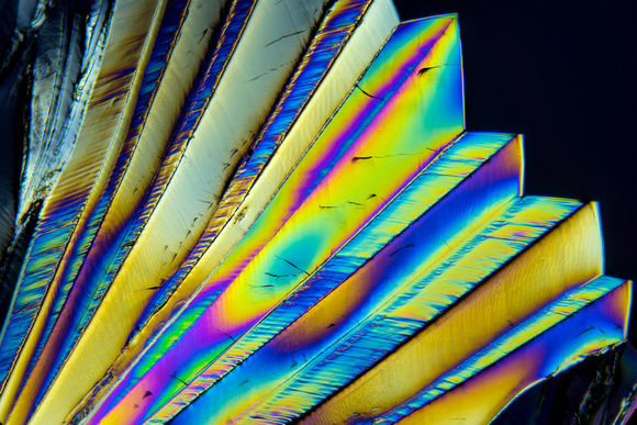 Crystallized sugar, 50x in polarized light