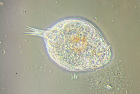 Lepadella ovalis rotifer. 400x magnification, phase contrast.