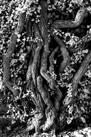 Ivy Roots