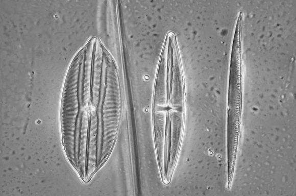 Diatoms at approx. 600x maginification