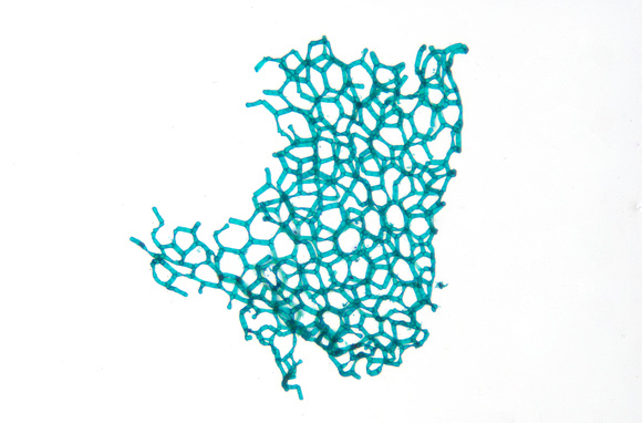 Hydrodictyon algae net, 50x.