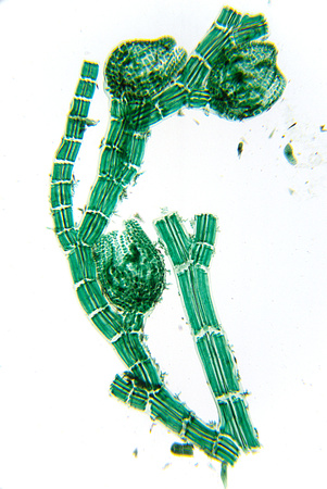 Polysiphonia algae, 40x