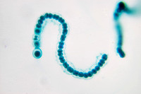 Nostoc Cyanobacterium, 1000x oil immersion