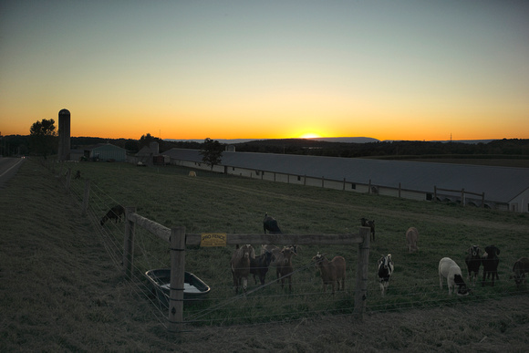 Sunset with Mountain Goats close to Shippensburg, PA