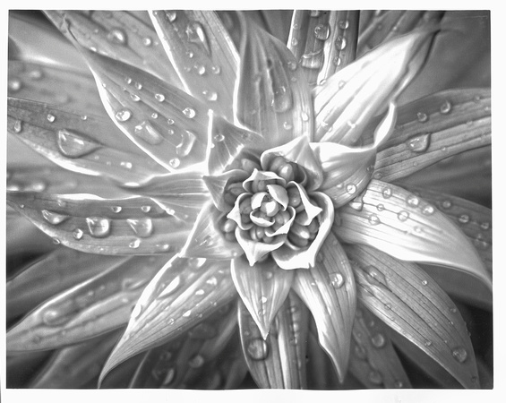 Infrared Lily