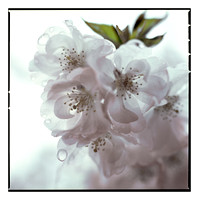 Branch Brook Park Cherry Blossom - Film