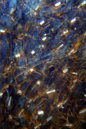 Ca-Oxalate Crystals in Outer Onion Skin